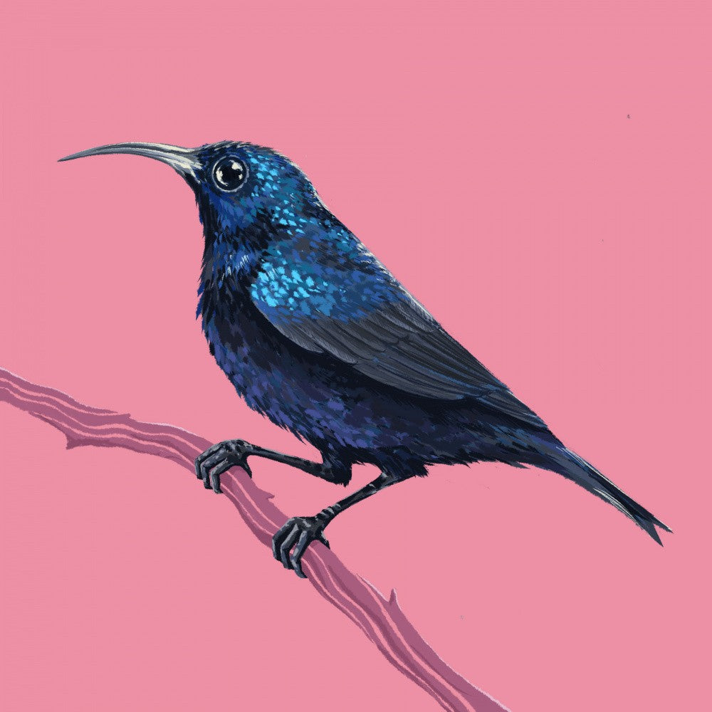 Bird Series   Sunbird