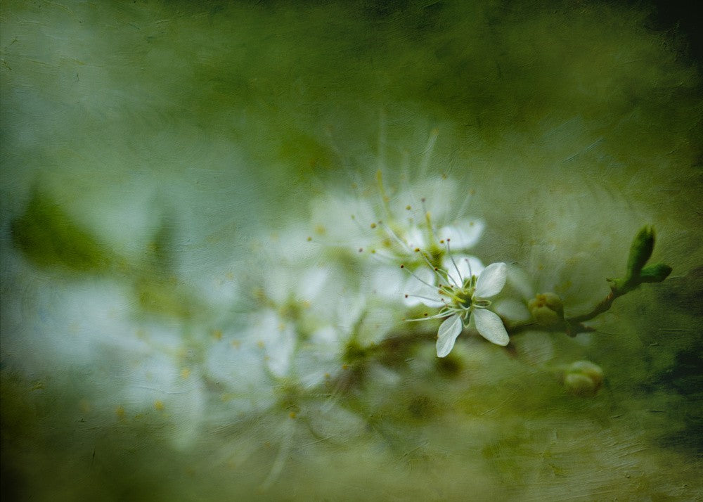The scent of spring