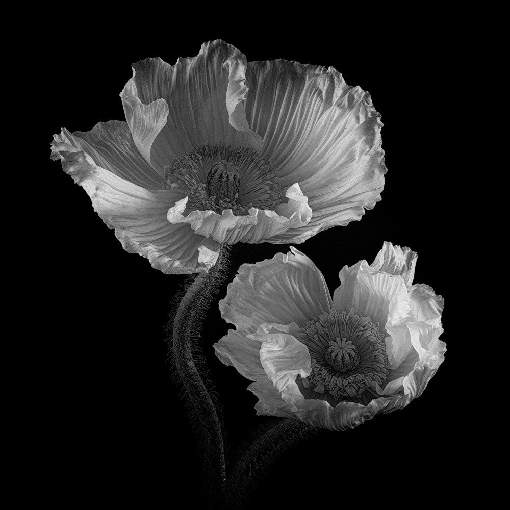 Catching the Light iii)