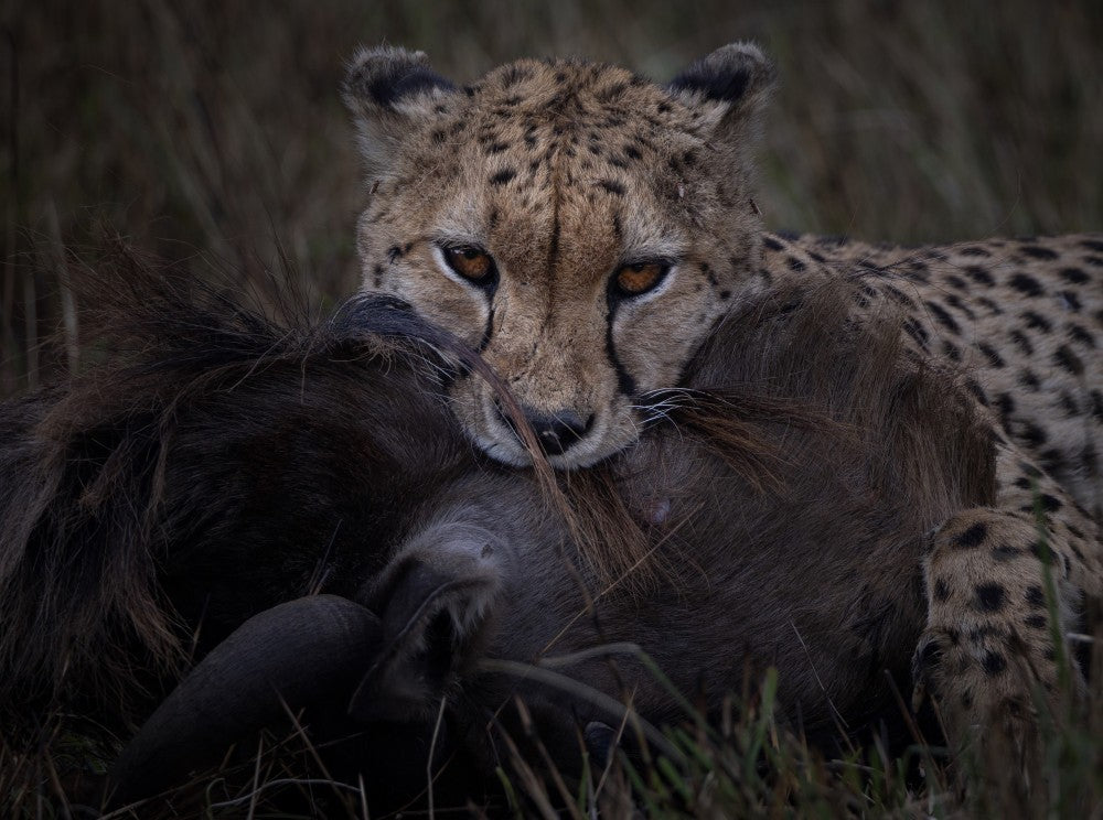 Eyes Beyond the Kill