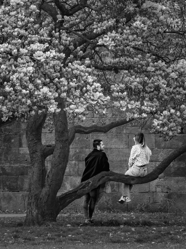 Under the Magnolia