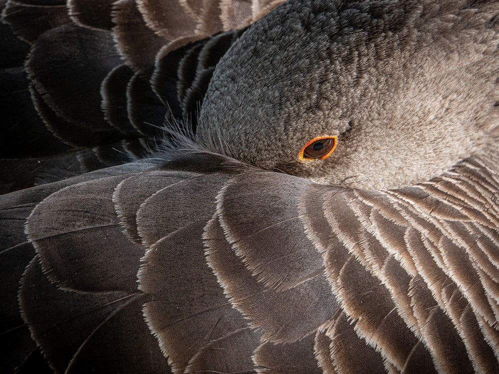 Eye