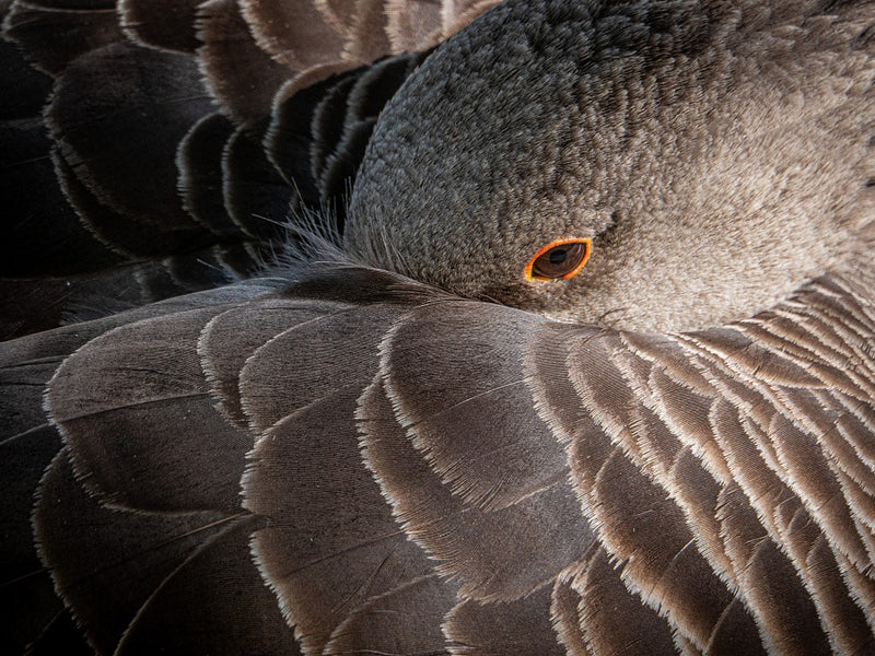 Eye