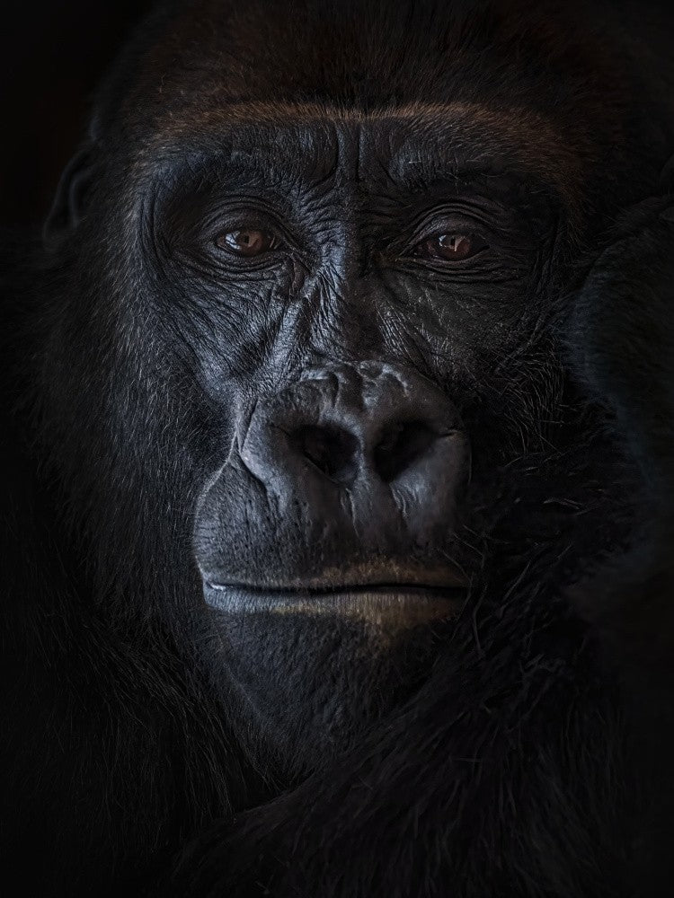 at the photographer's