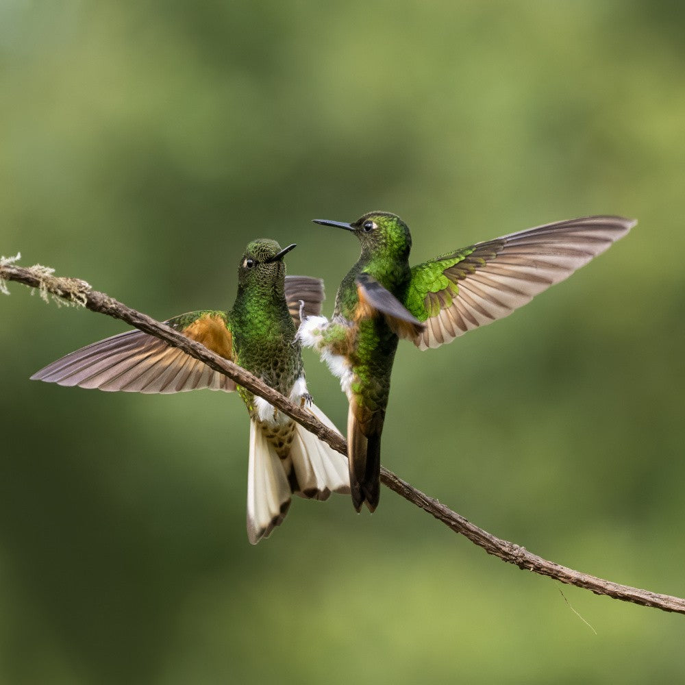 Kleiner Vogel, große Attitüde