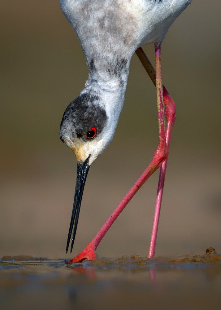BLACK-WINGED STILT