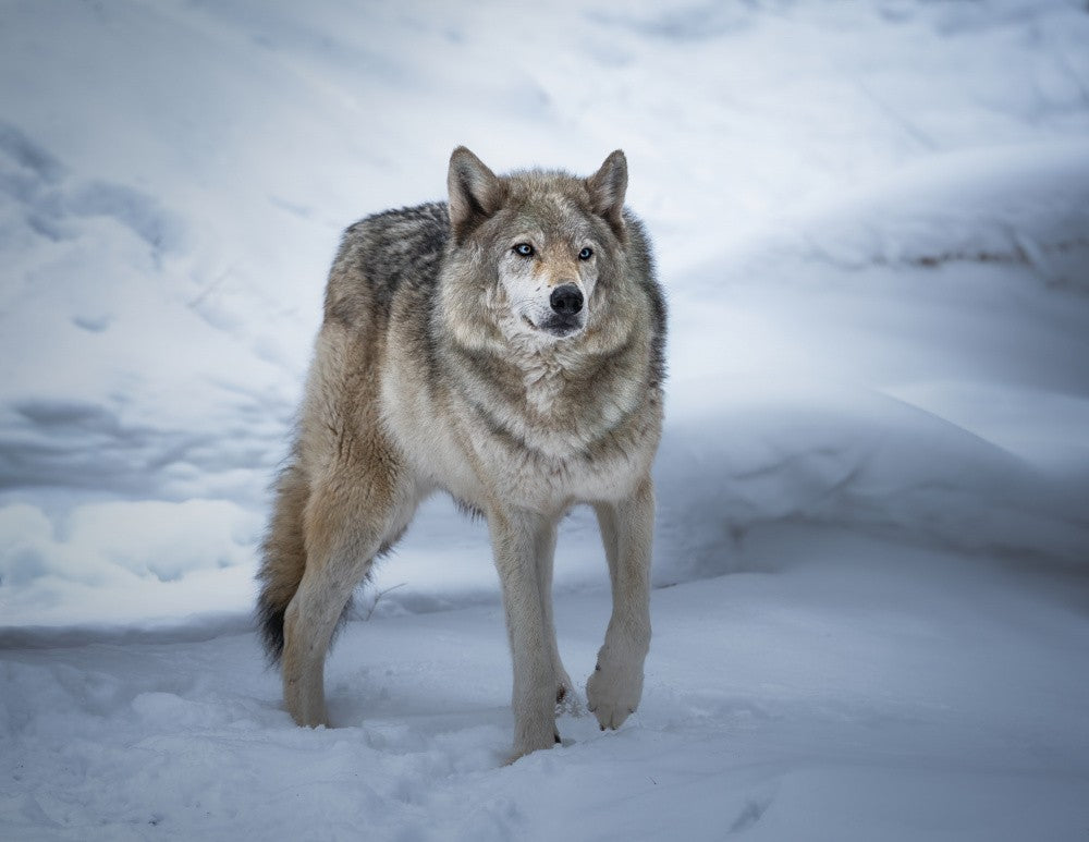 Majestic Wolf in Winter