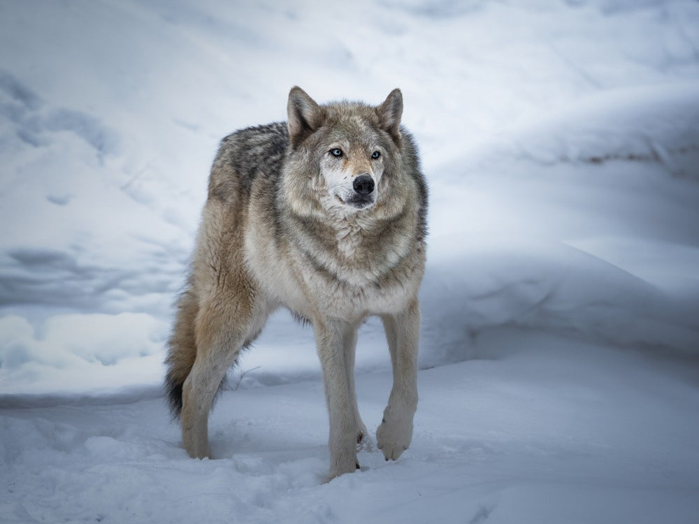 Majestic Wolf in Winter