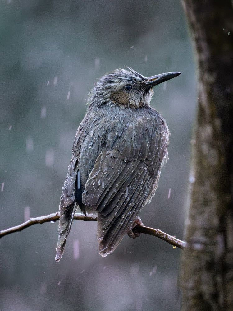 Rain