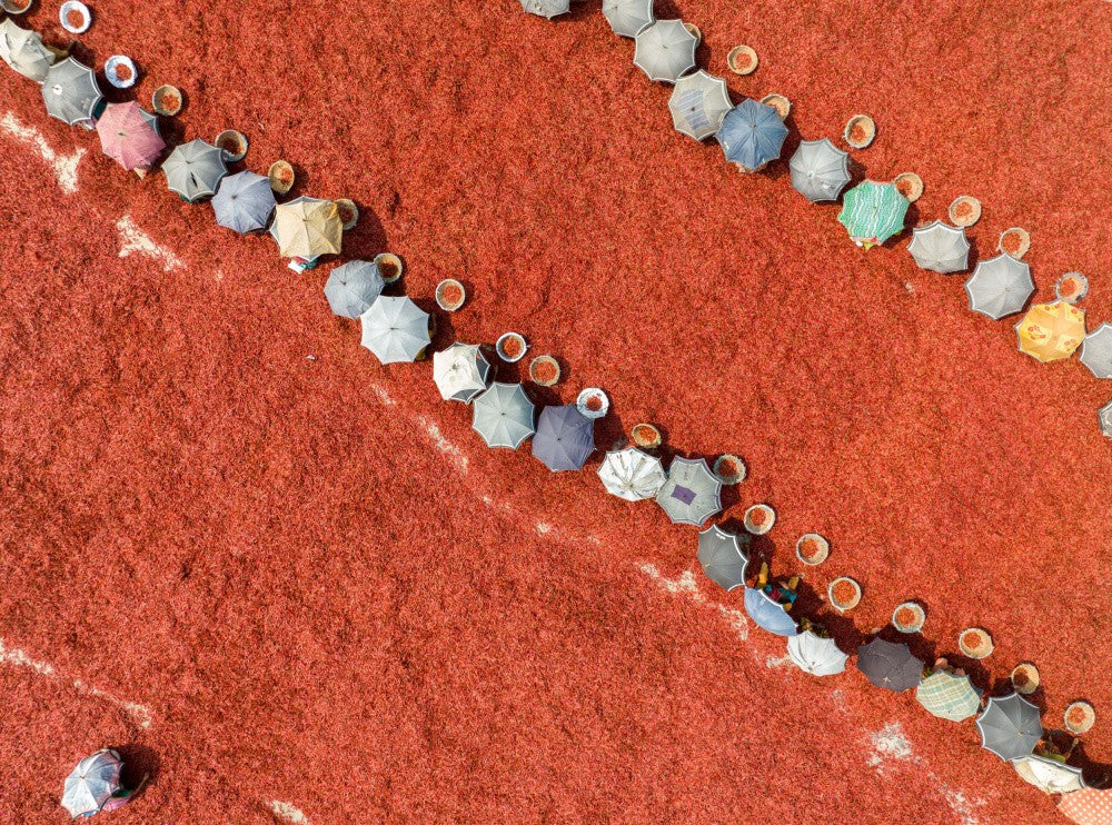 Umbrella workers in red chili field