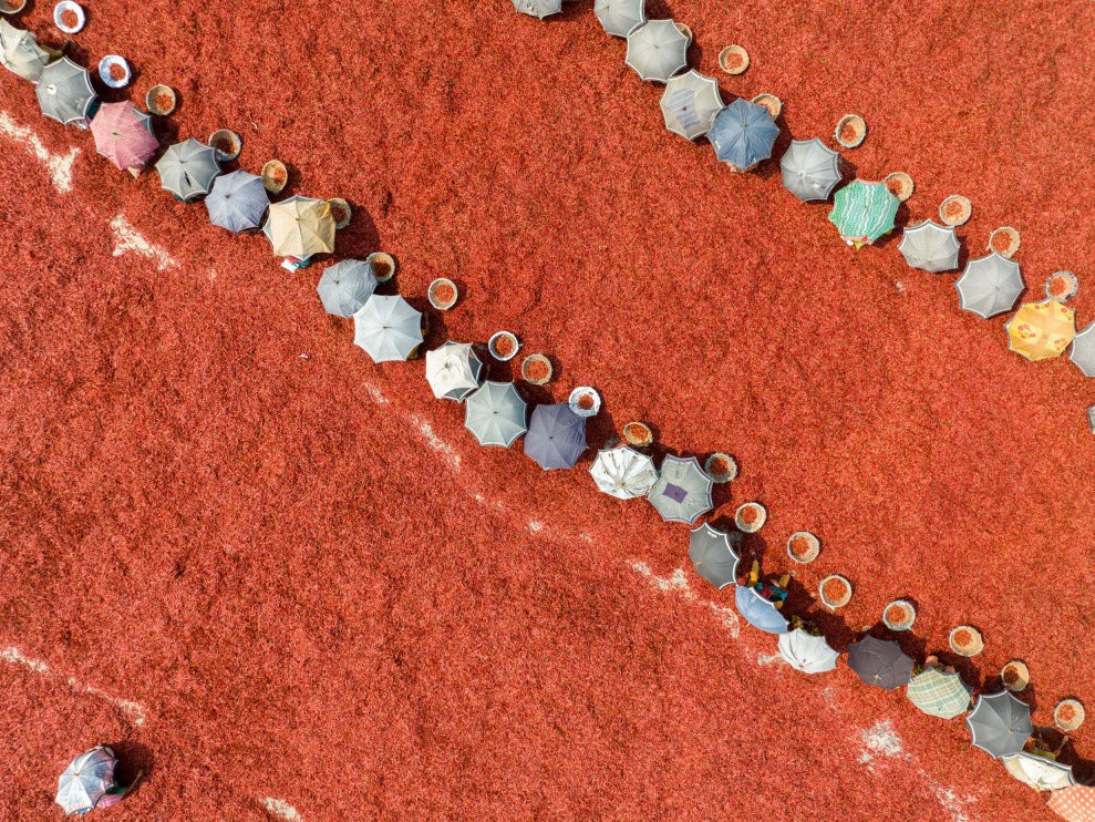 Umbrella workers in red chili field