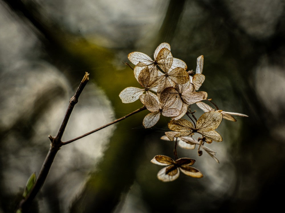 The last of the hortensia