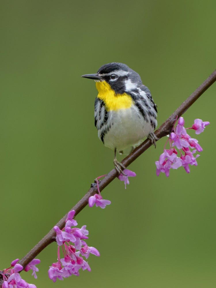 Yellow-throated warbler
