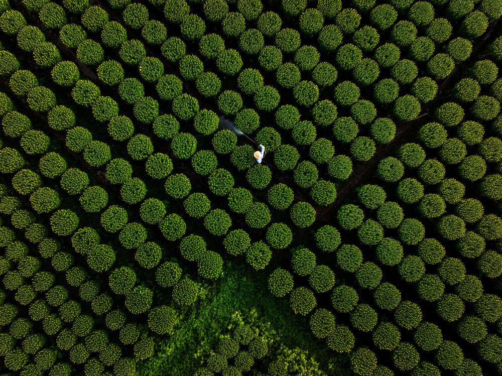 Cultivating Color