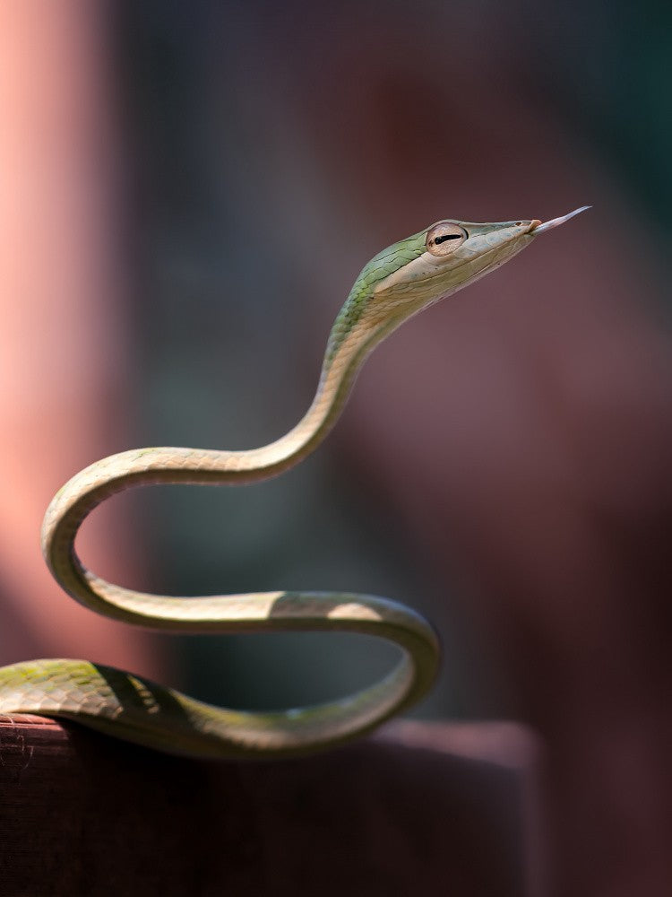 Ahaetulla Prasina