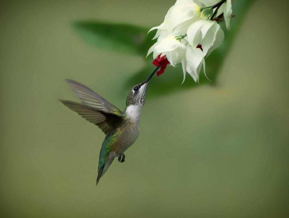 Hummingbird
