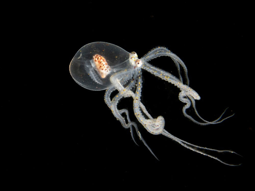 Wonderpus Larvae