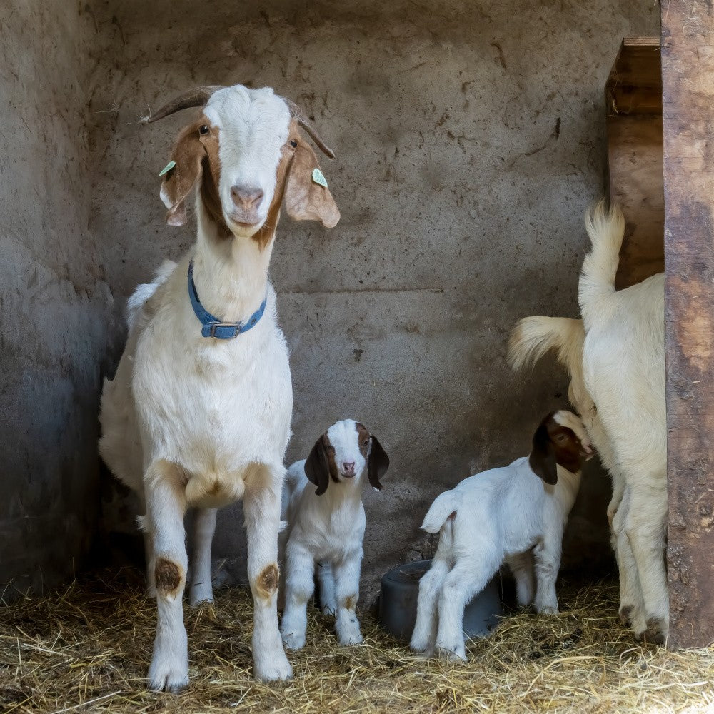 Boer goats