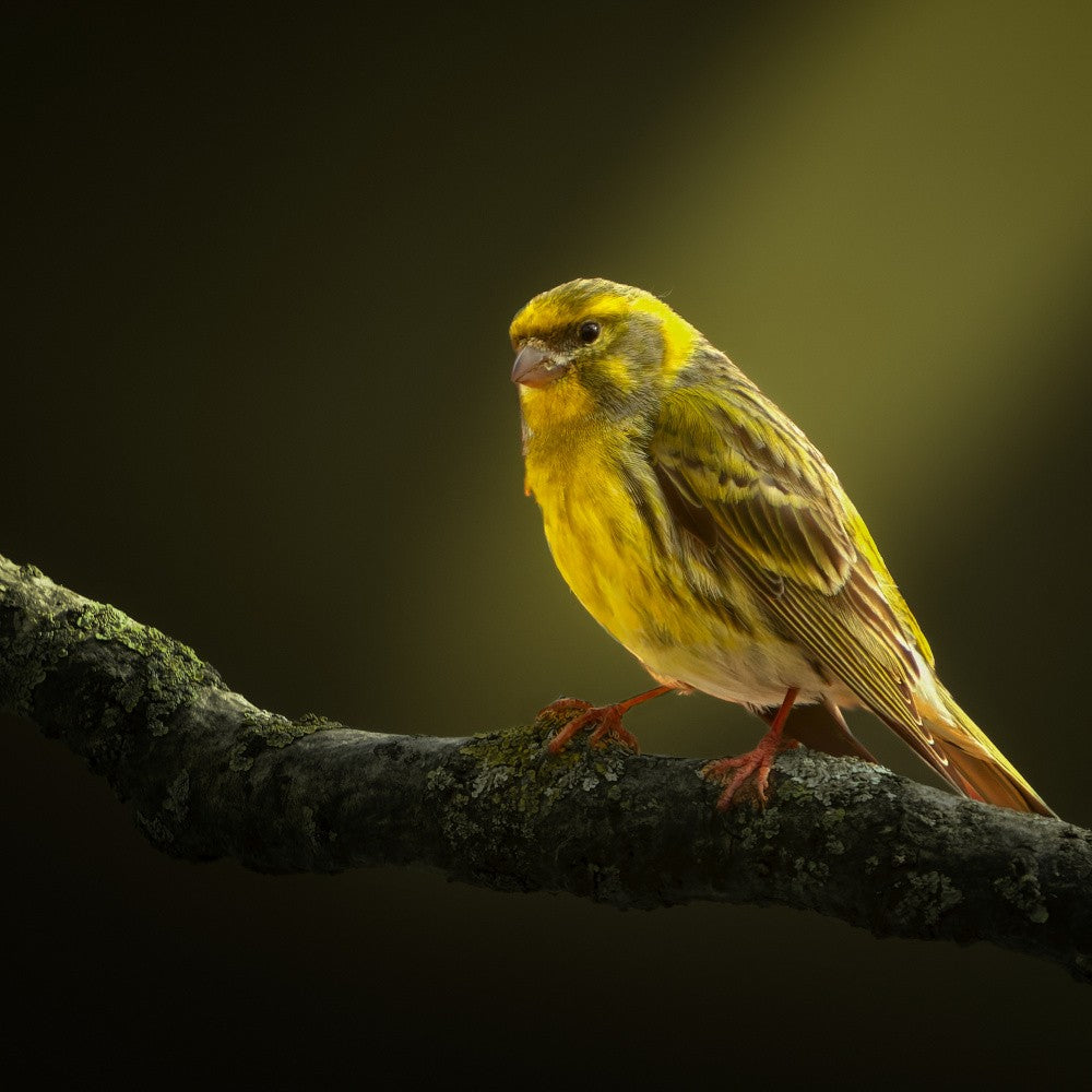 A bird