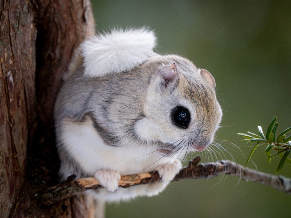 Hokkaido flying squirrel