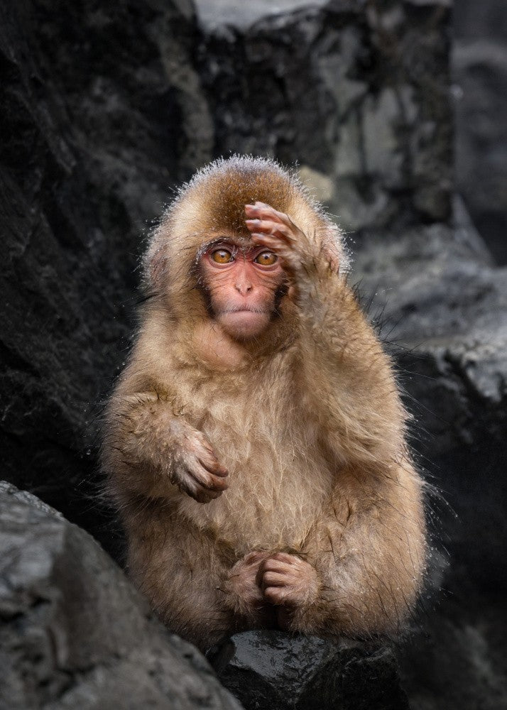 A curious monkey - 3