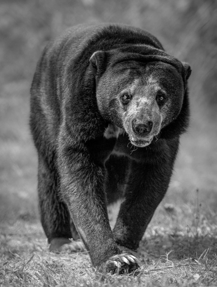 The Untamed Gaze
