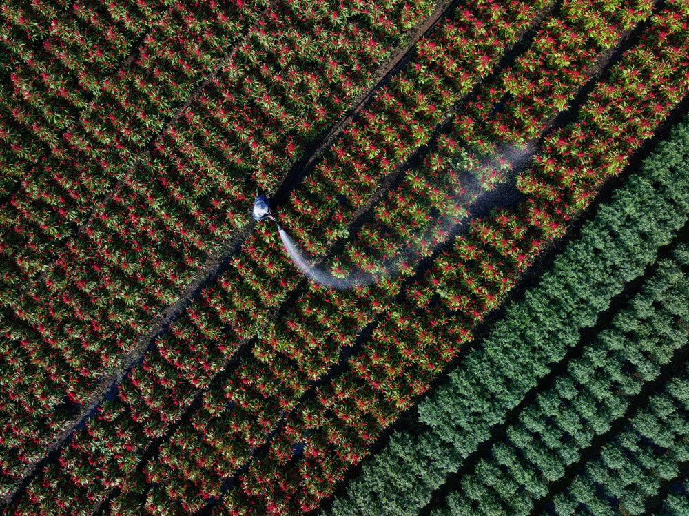Watering Flowers, Watering Hope