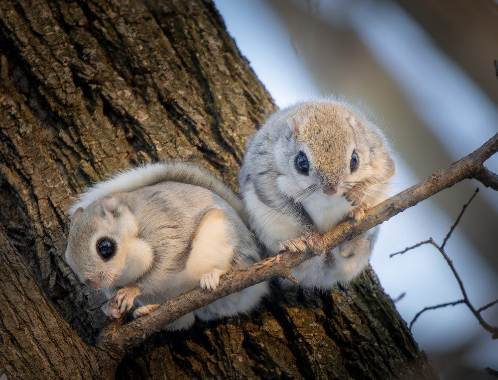 Fine Couple