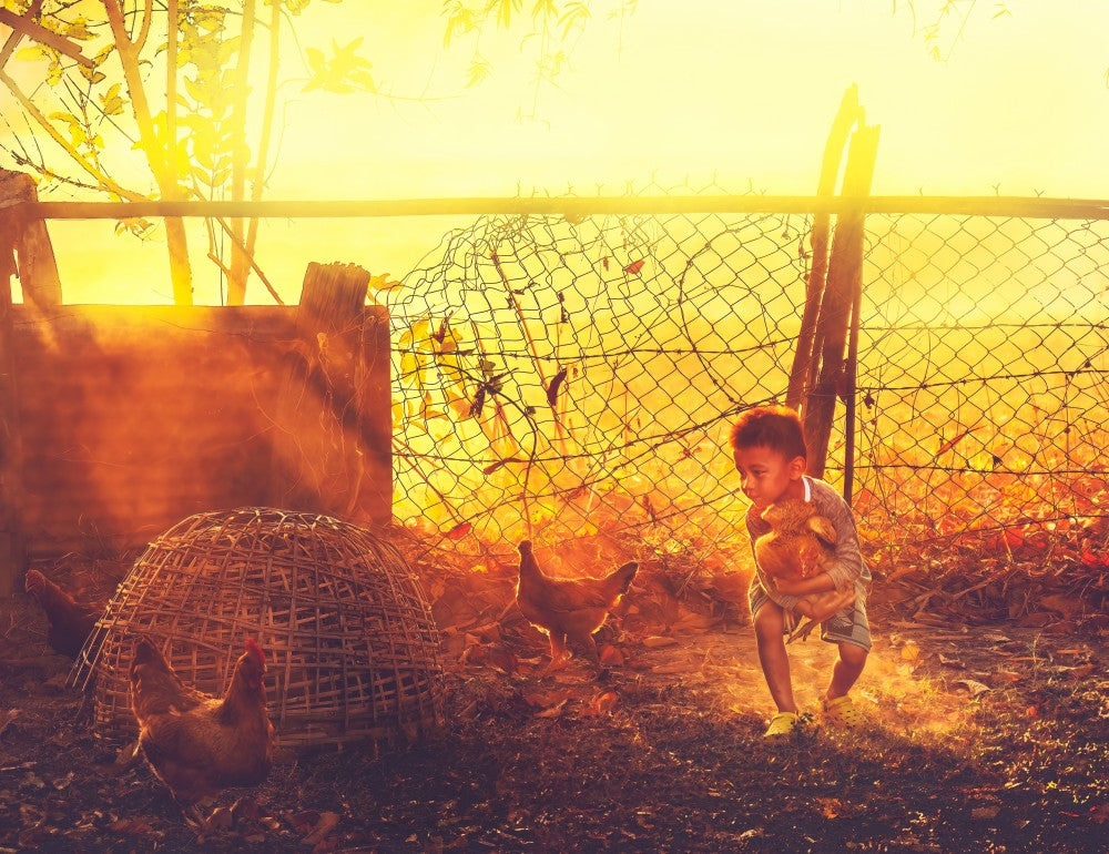 The Boy and His Flock