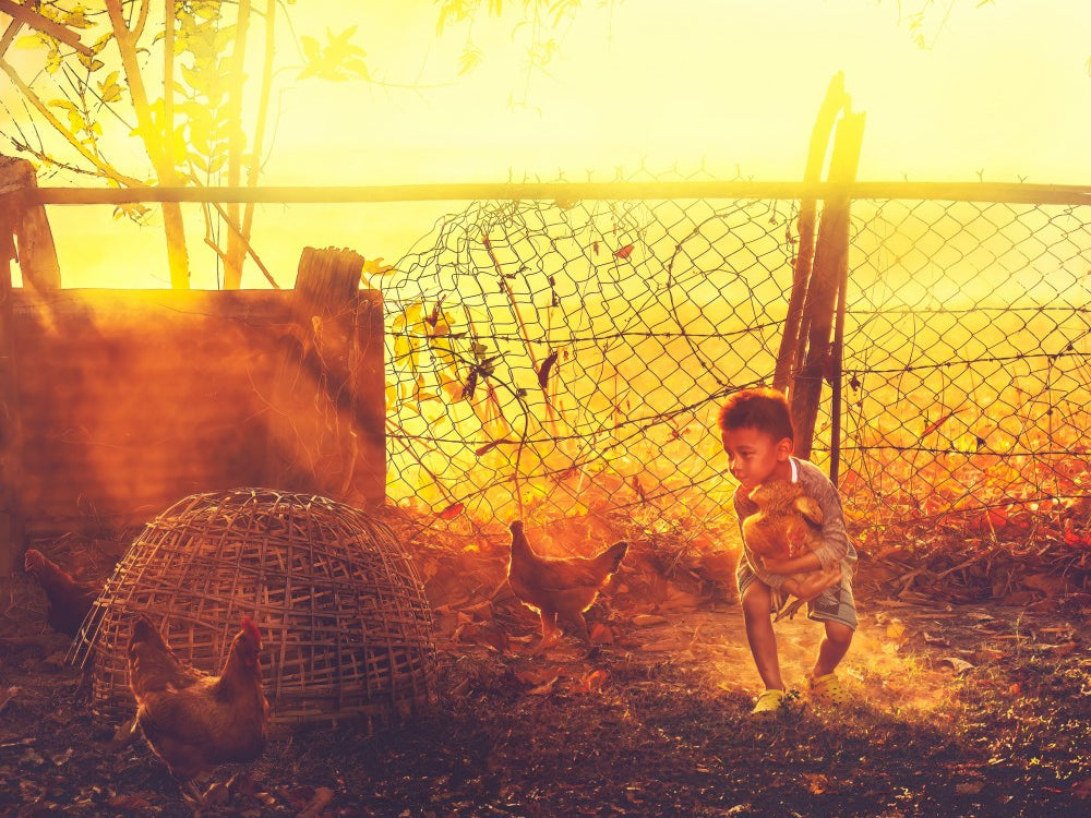 The Boy and His Flock