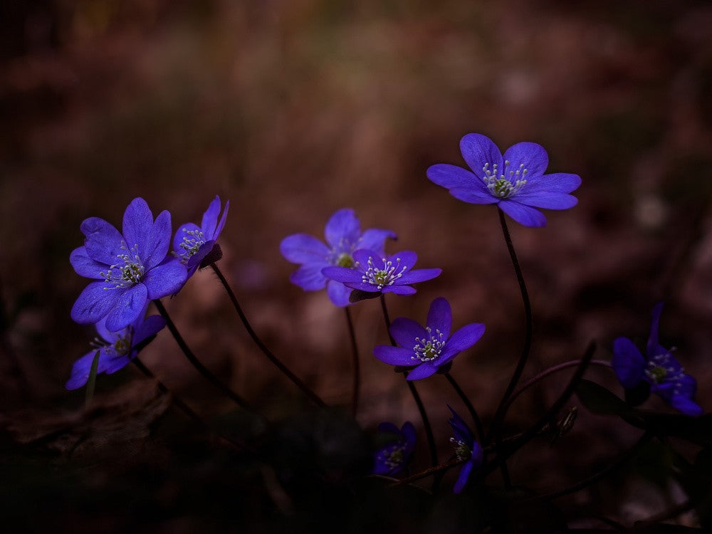 Hepatica