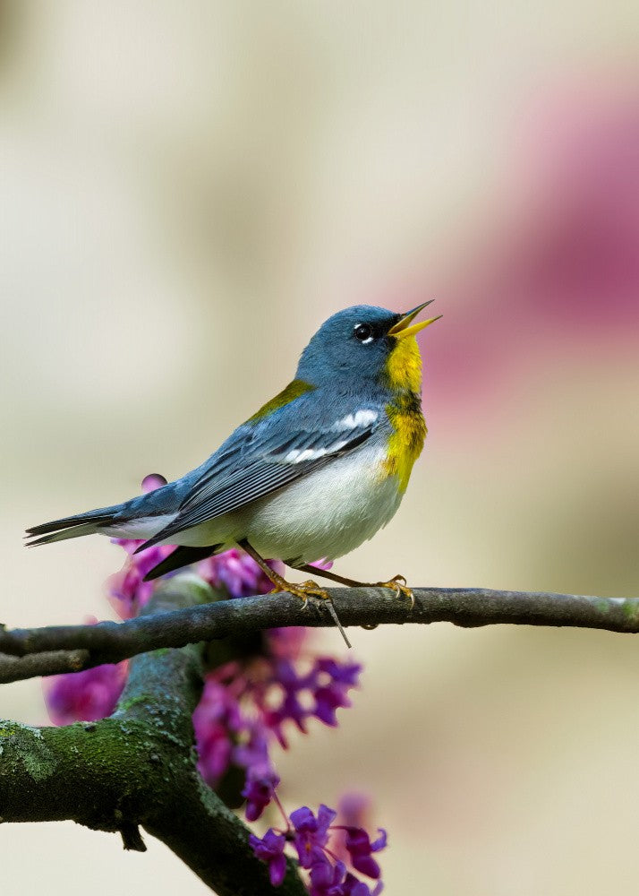 Spring Song in the Redbuds