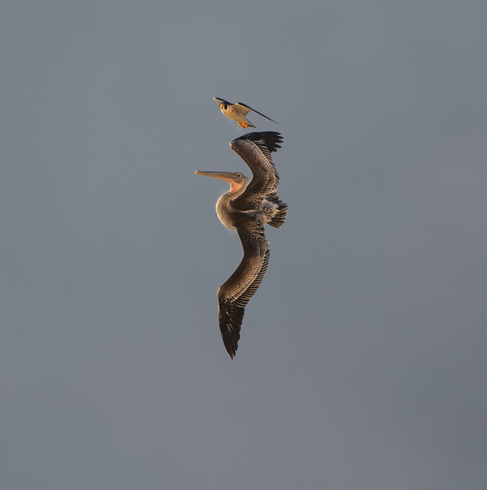 Falcon12_y25