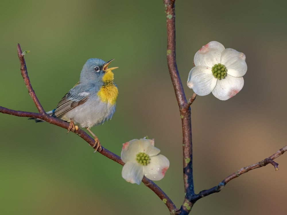 Northern parula