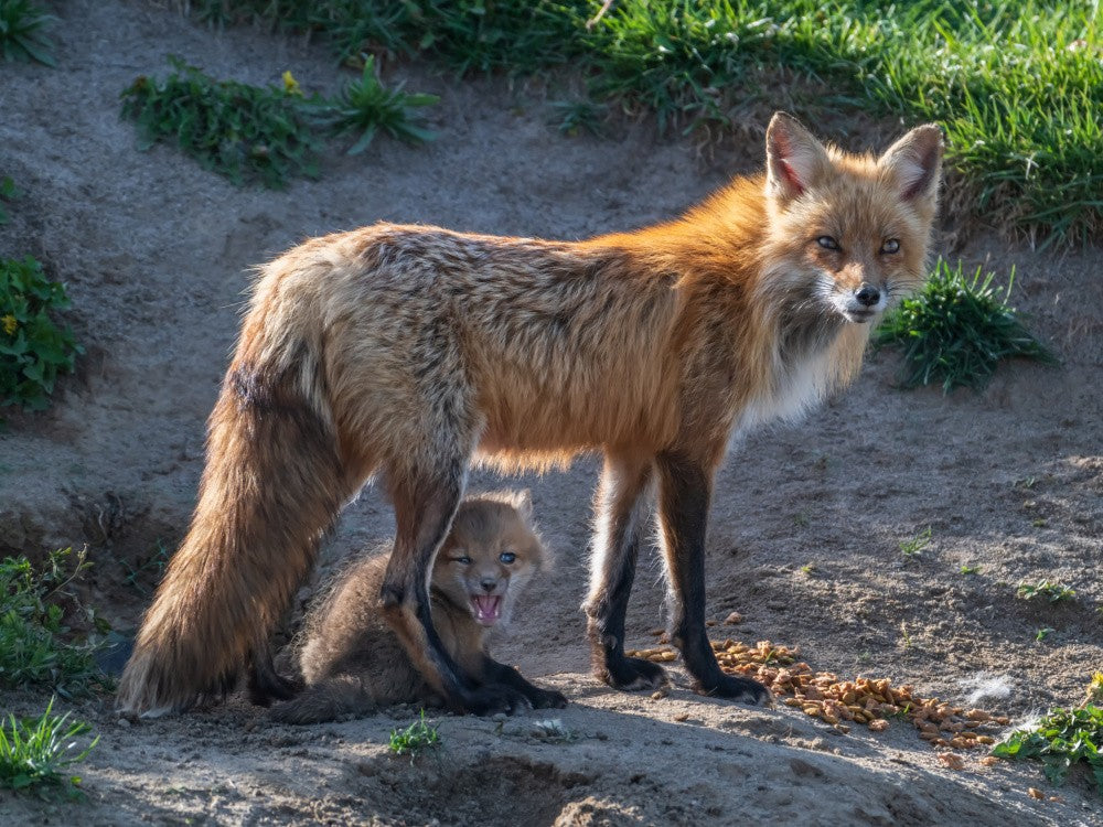Mother and Baby Red Fox