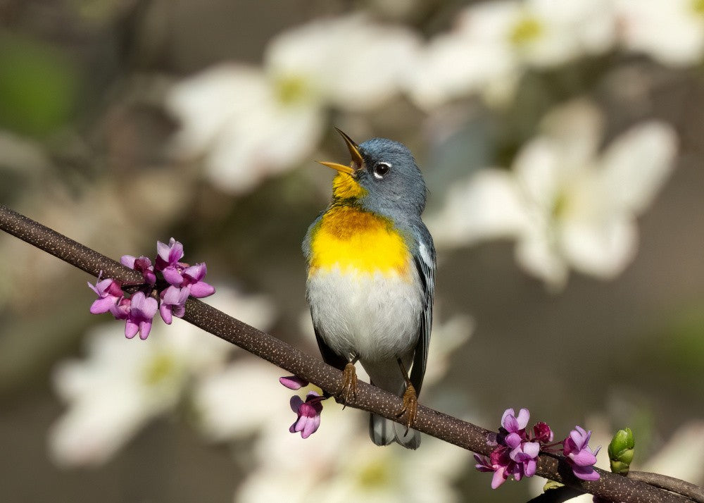 Parula in Bloom
