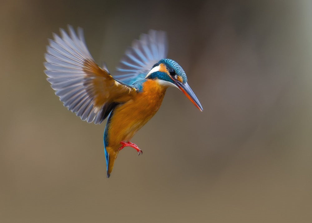 Common Kingfisher