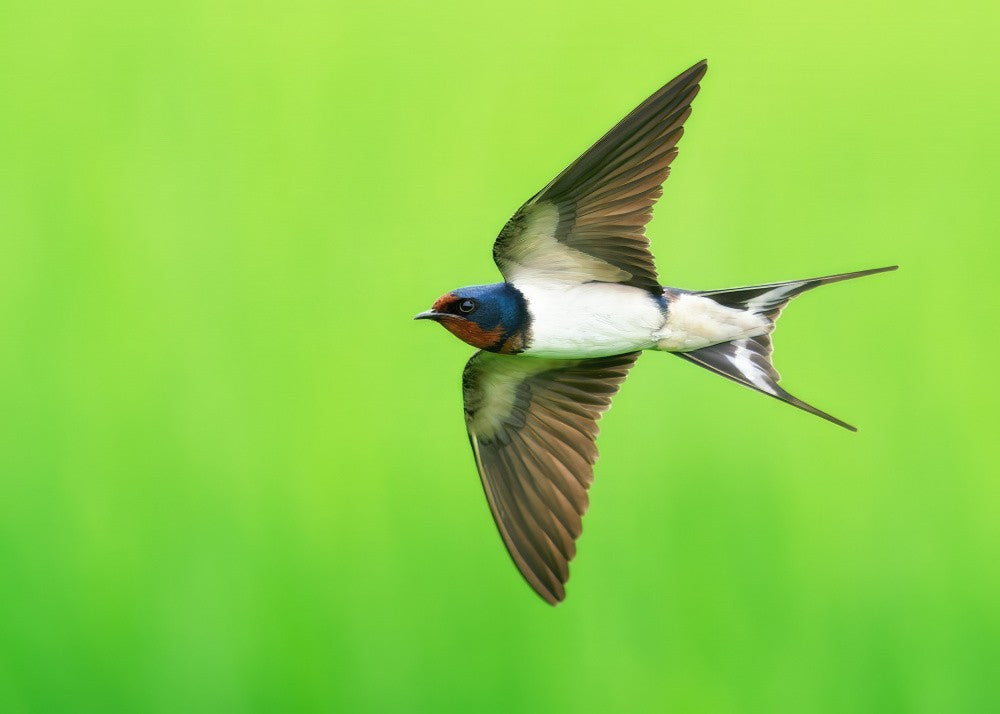 Barn Swallow