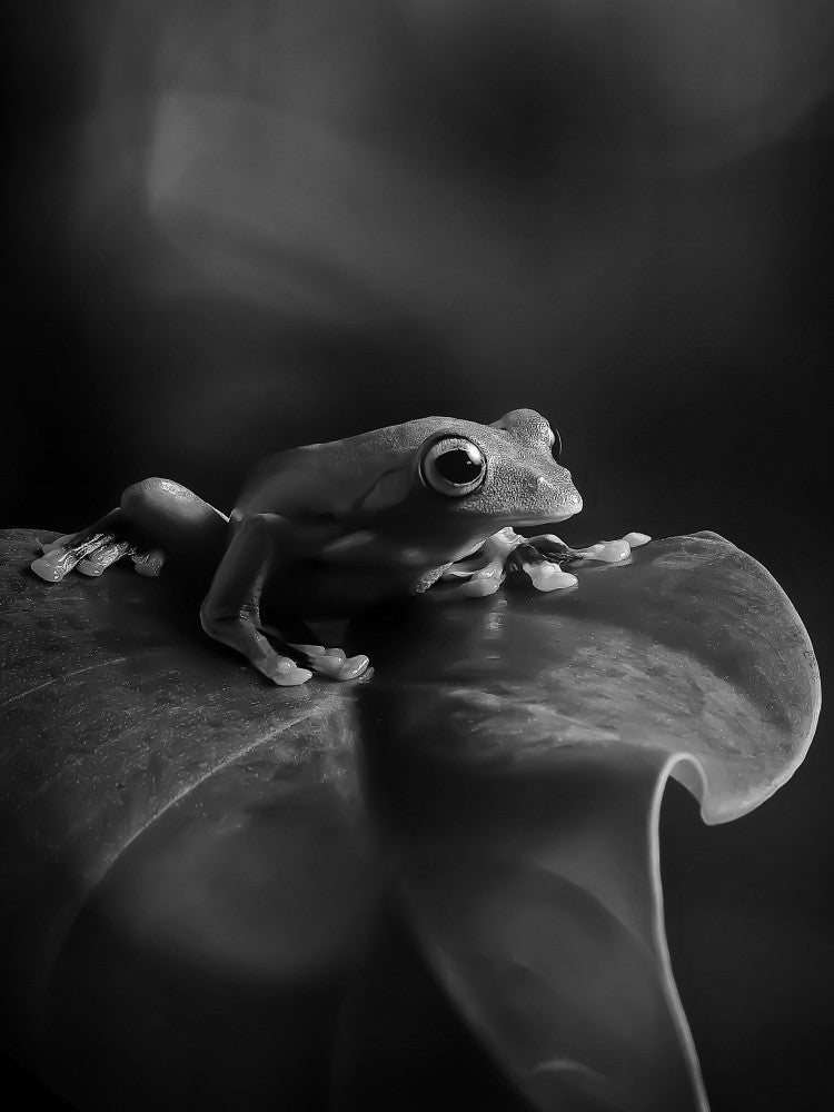 Numb On A Leaf