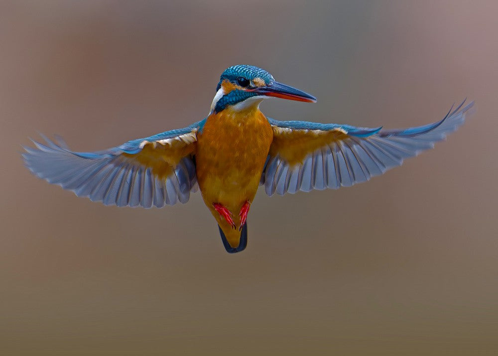 Common Kingfisher