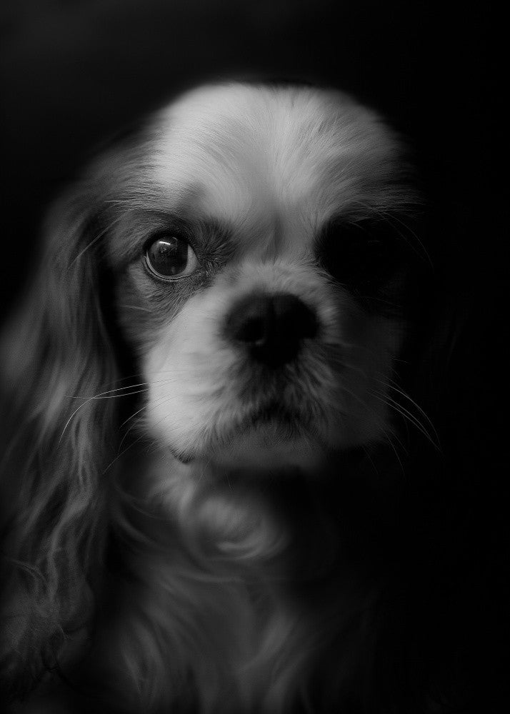 Portrait of CAL