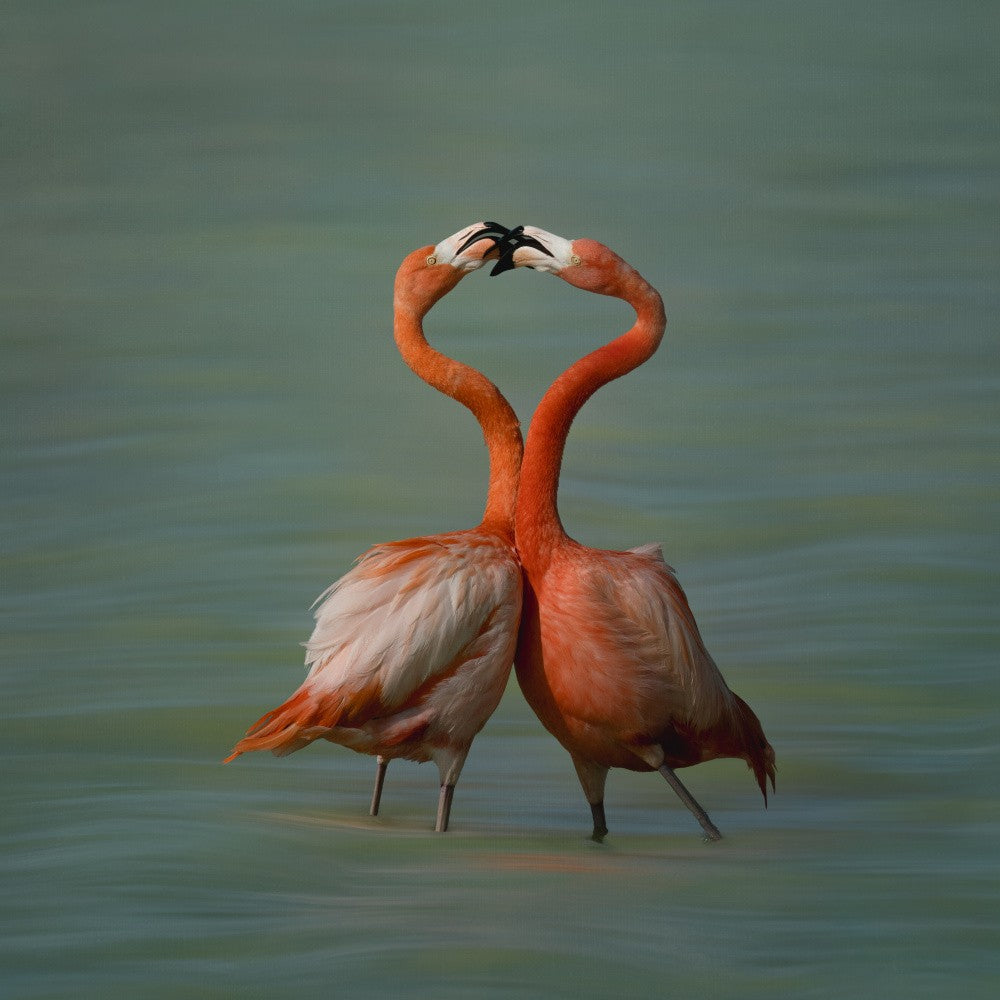 The Shape of Love