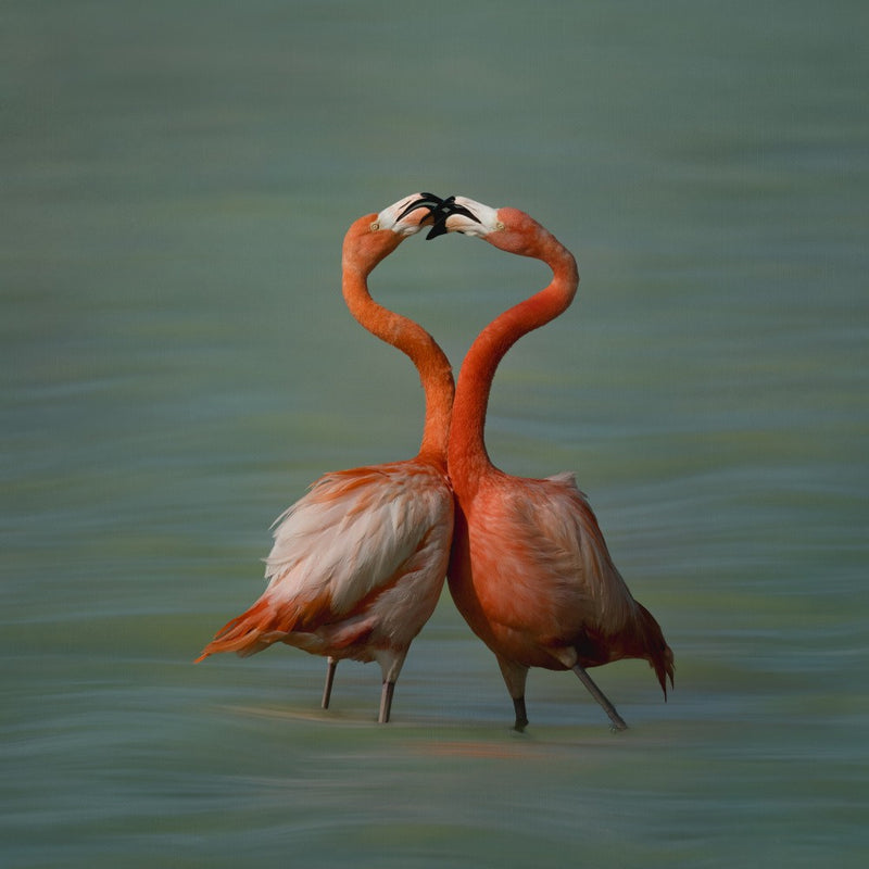 The Shape of Love