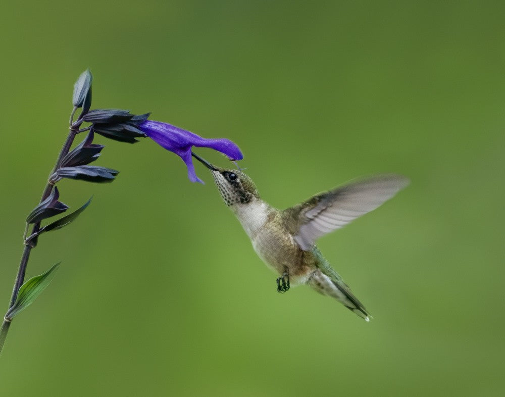 Hummingbird