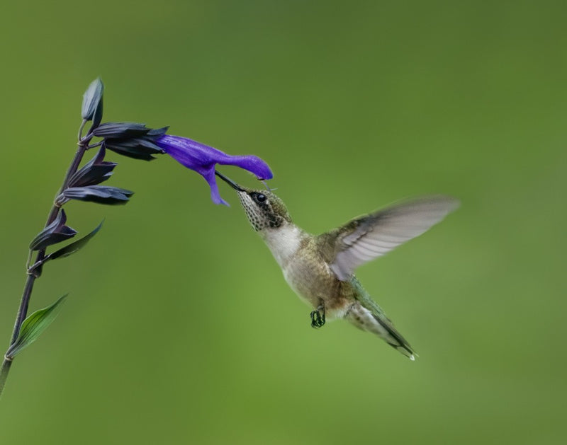 Hummingbird