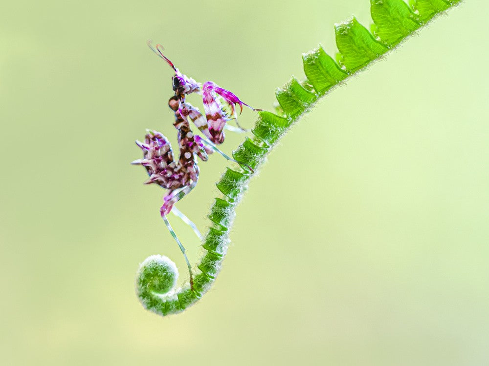 Orchideenmantis