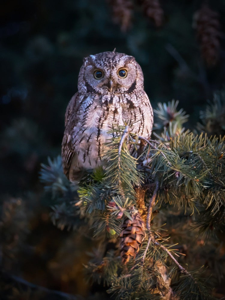 Western Screech Owl