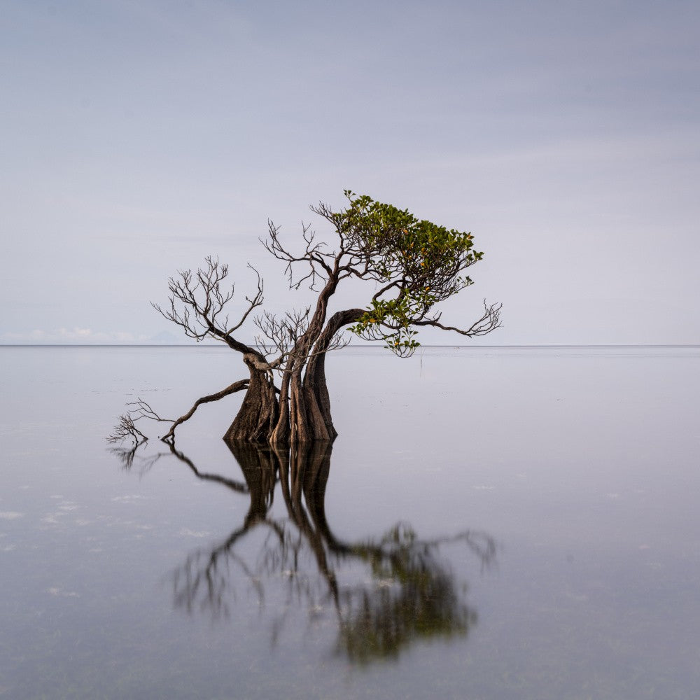 Dancing Tree of Sumba