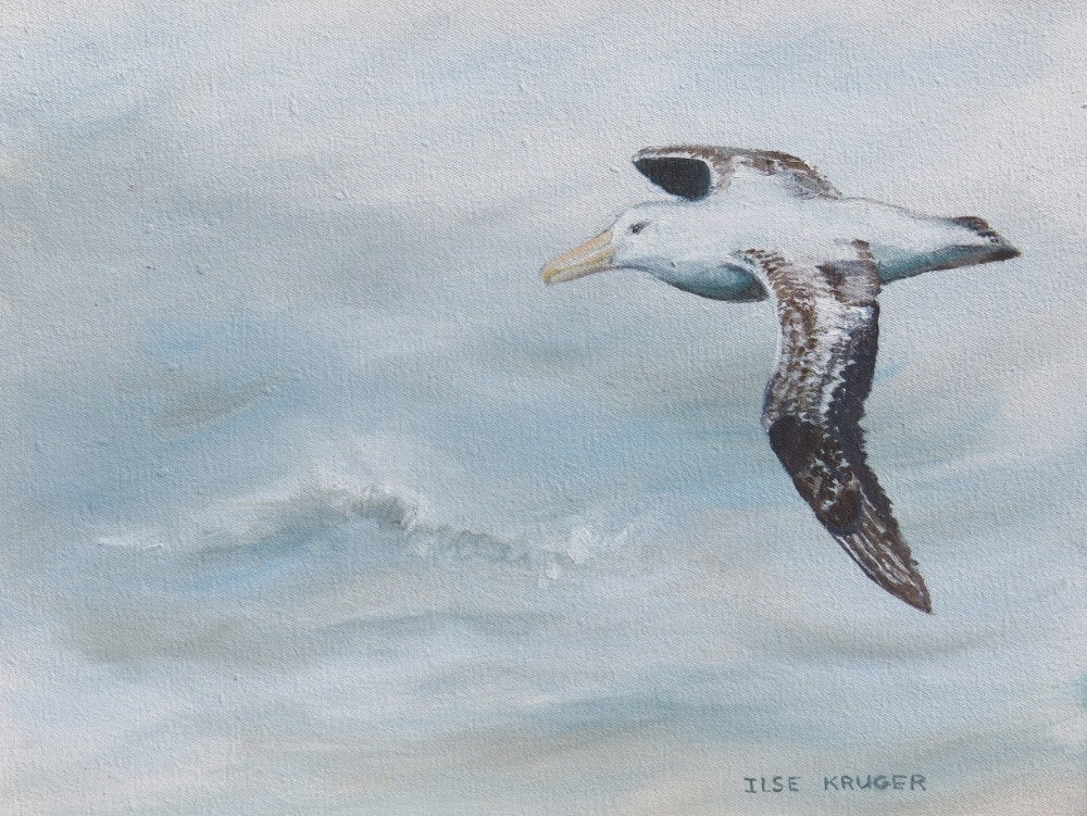 Albatross Soaring over the Ocean