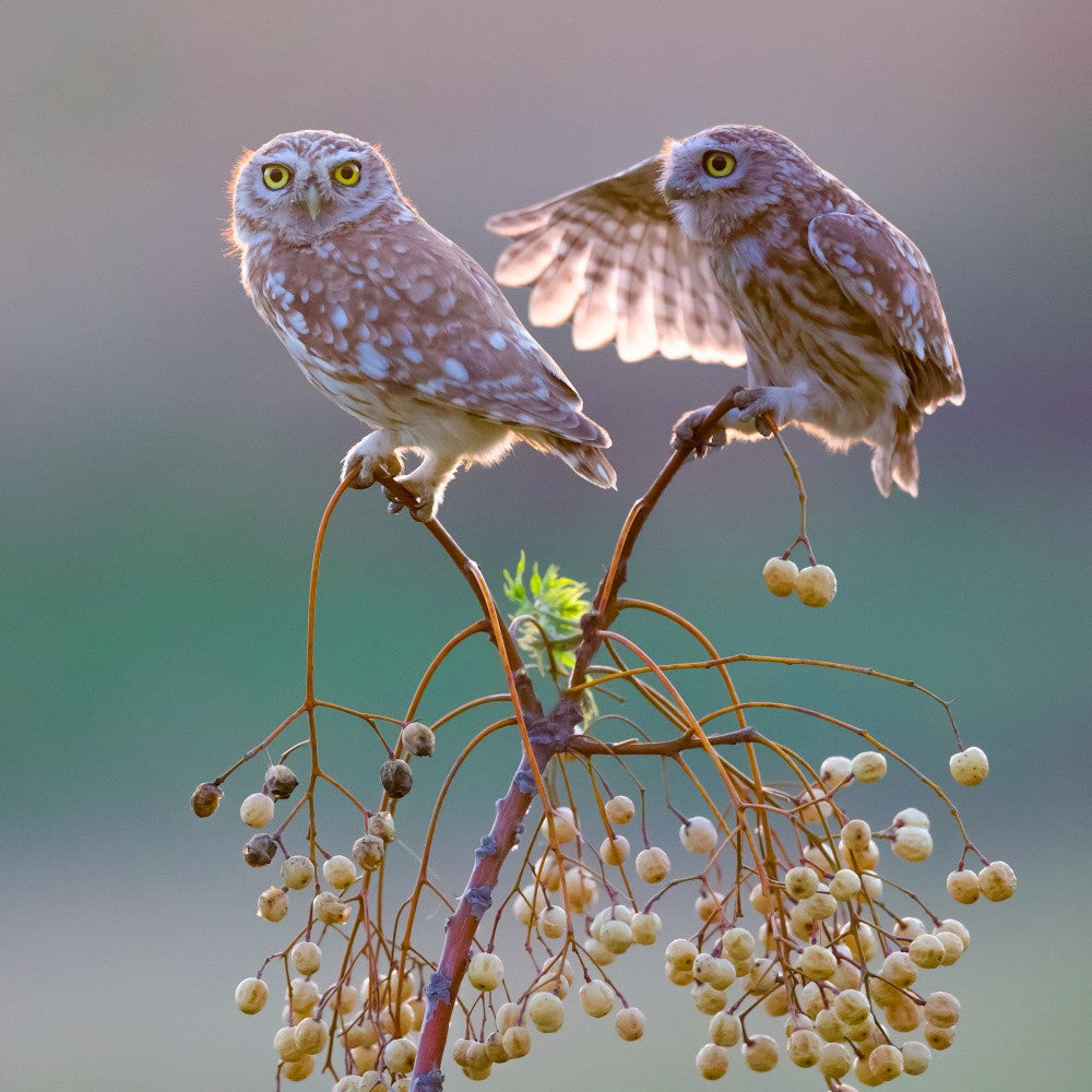 Little owls